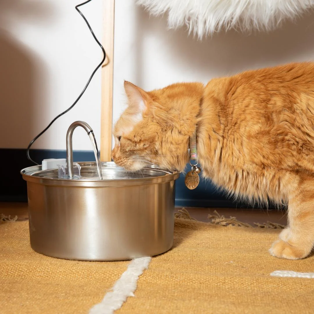 The KittySpout™ - Health & Happiness Cat Kit - Image 9